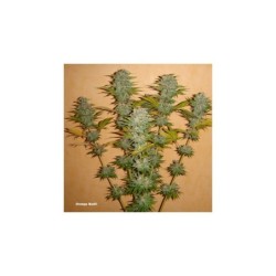 Orange Bud
