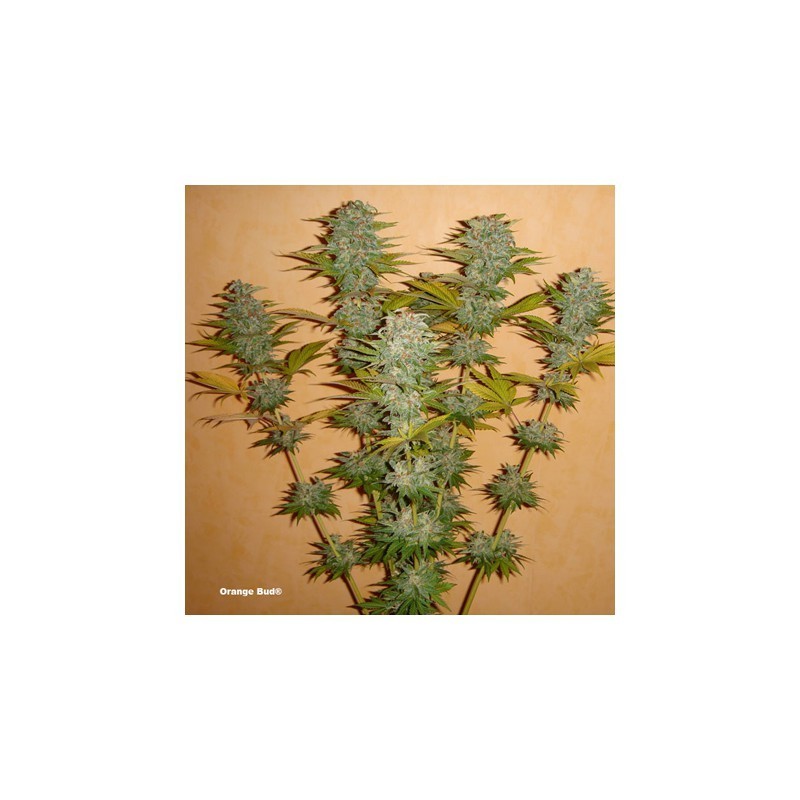Orange Bud
