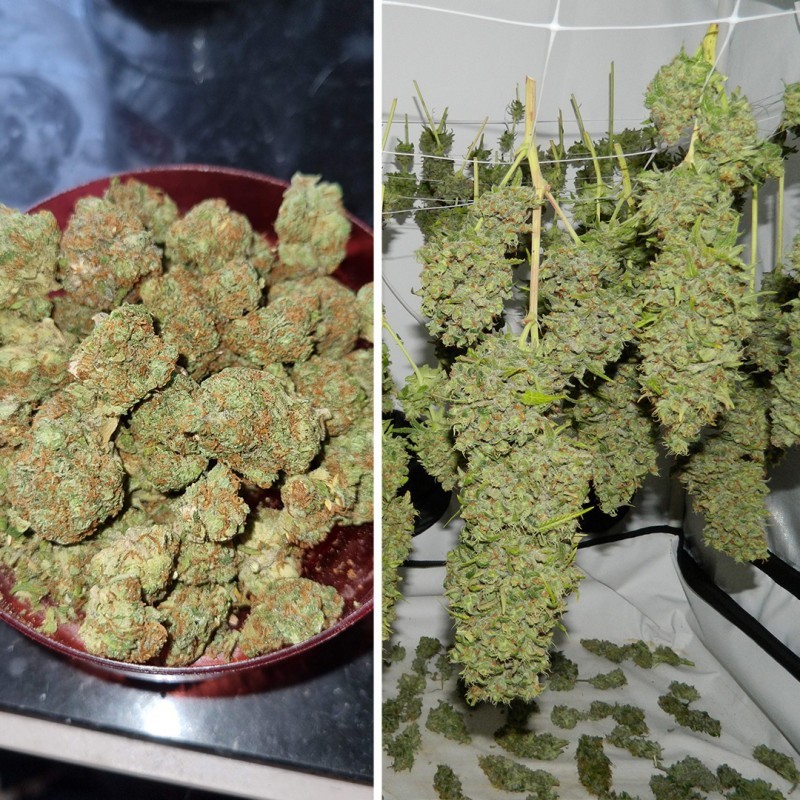 Orange Bud