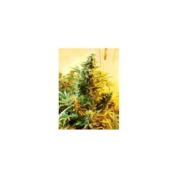 Skunk numero 1