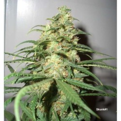 Skunk numero 1