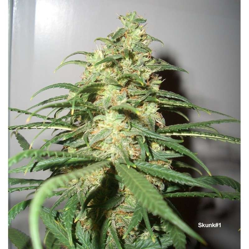 Skunk numero 1