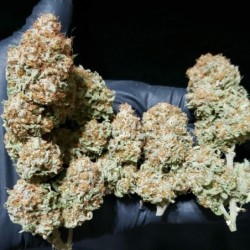 White Widow
