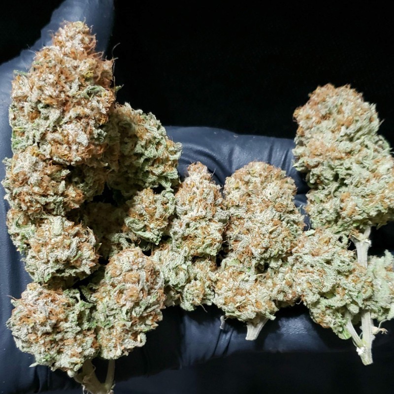 White Widow