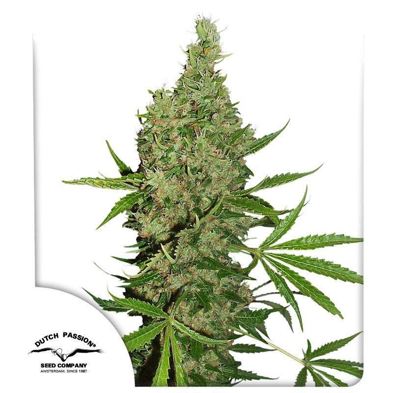 White Widow x The Ultimate