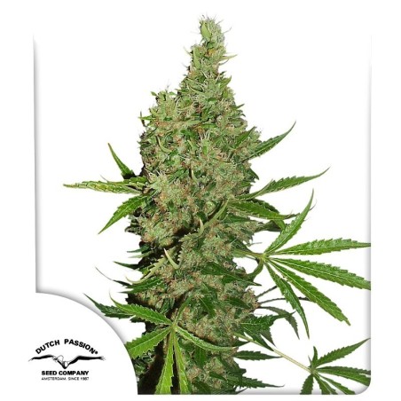 White Widow x The Ultimate