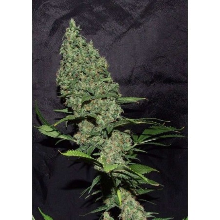White Widow x The Ultimate