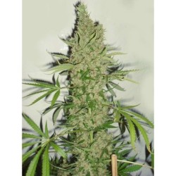 White Widow x The Ultimate