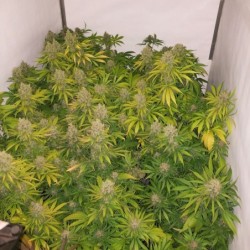 White Widow x The Ultimate