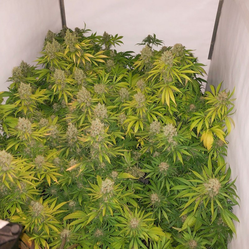 White Widow x The Ultimate
