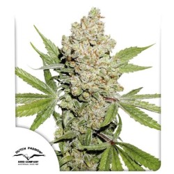 Lemon Kix Auto