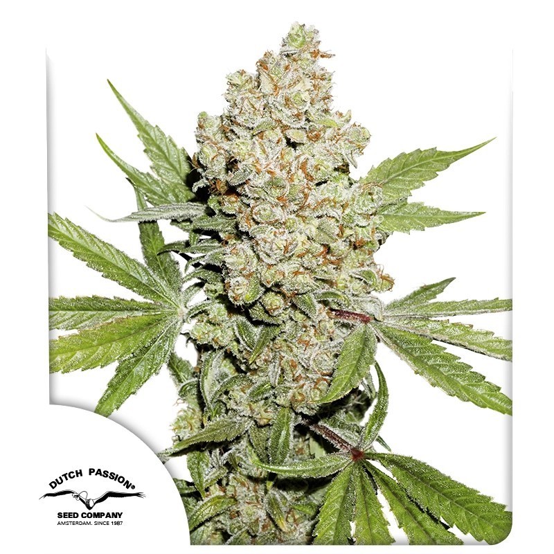 Lemon Kix Auto