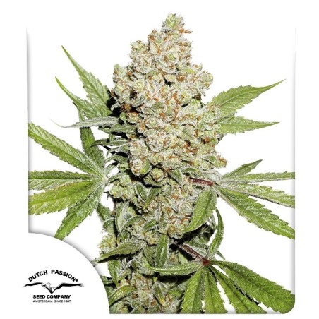 Lemon Kix Auto