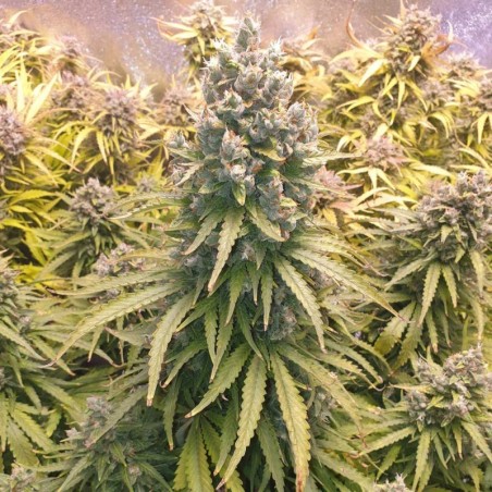 Lemon Kix Auto