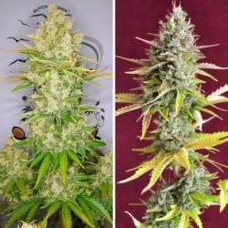 Lemon Kix Auto