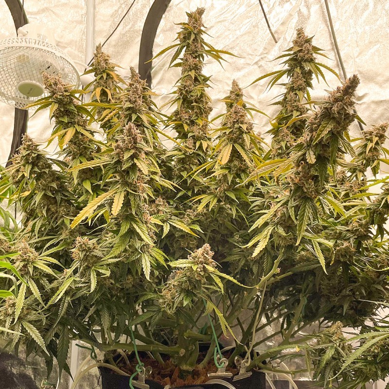 Lemon Kix Auto