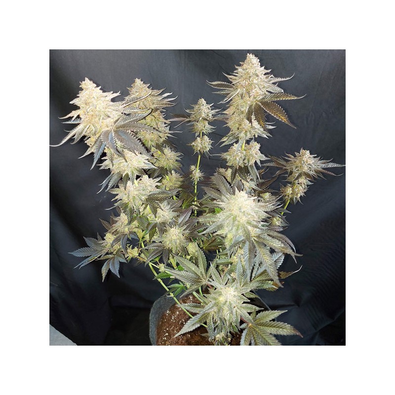 Mokum's Tulip