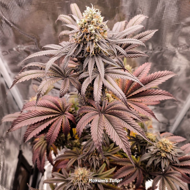Mokum's Tulip