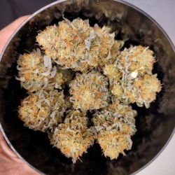 Mokum's Tulip