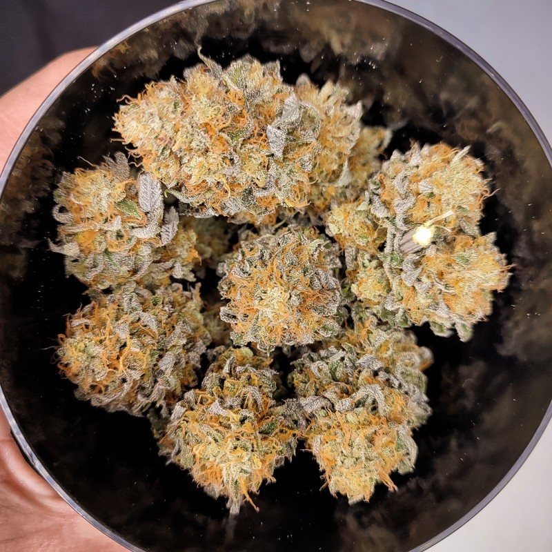 Mokum's Tulip