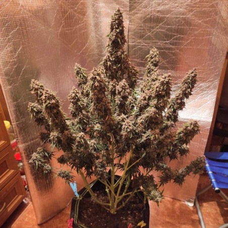Desfran Auto