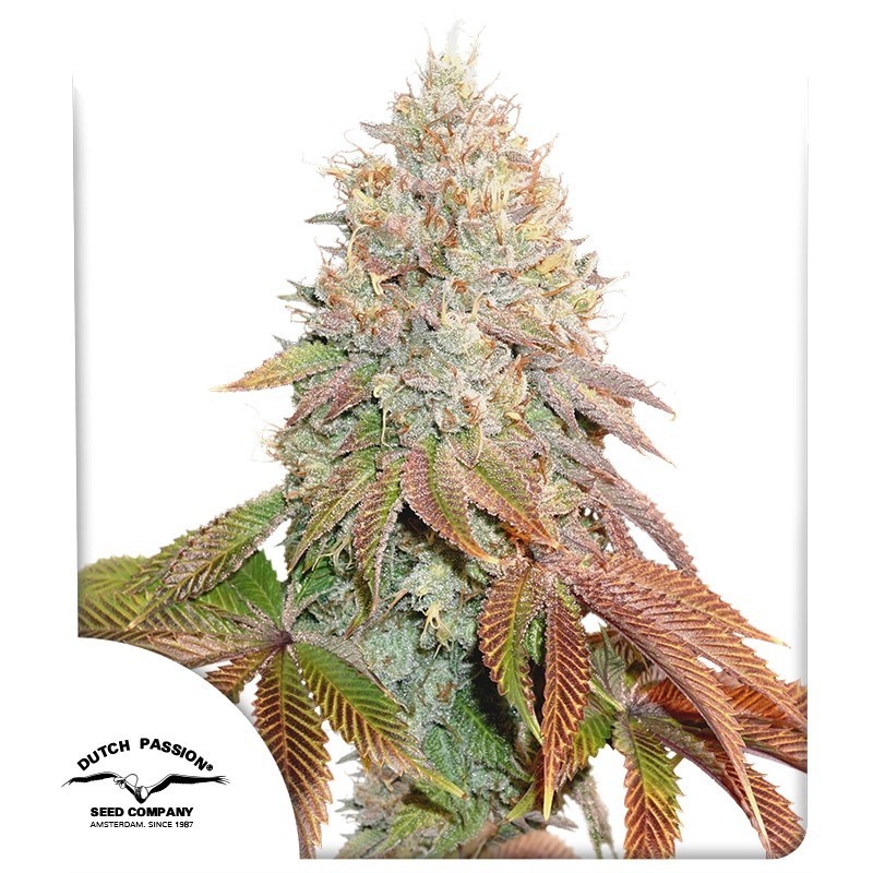 Banana Blaze Auto