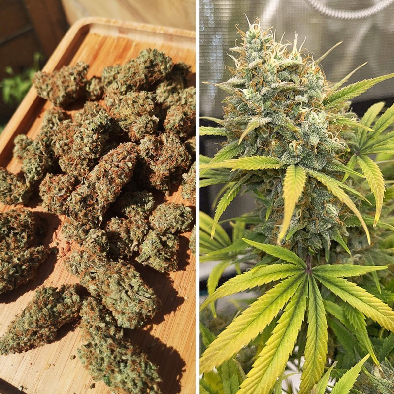 Banana Blaze Auto