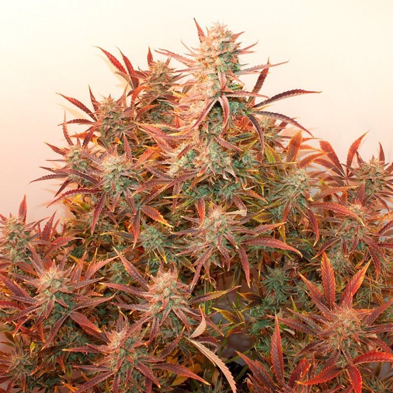Banana Blaze Auto