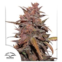 Blackberry Kush CBD Auto