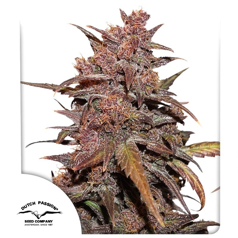 Blackberry Kush CBD Auto