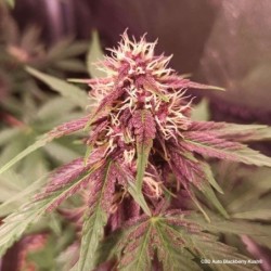 Blackberry Kush CBD Auto