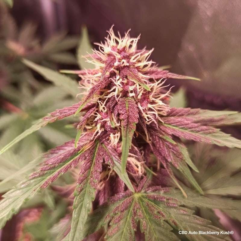 Blackberry Kush CBD Auto