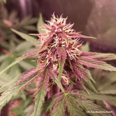 Blackberry Kush CBD Auto