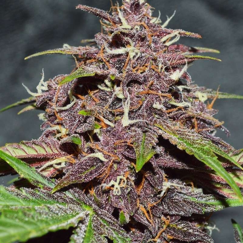 Blackberry Kush CBD Auto