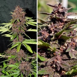 Blackberry Kush CBD Auto