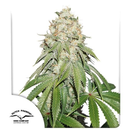 Banana Blaze