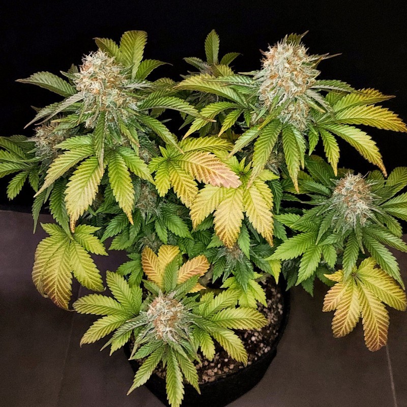 Banana Blaze