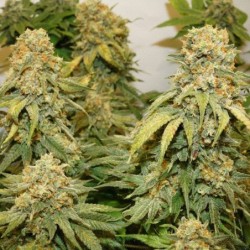 Banana Blaze