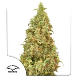 THC-Victory