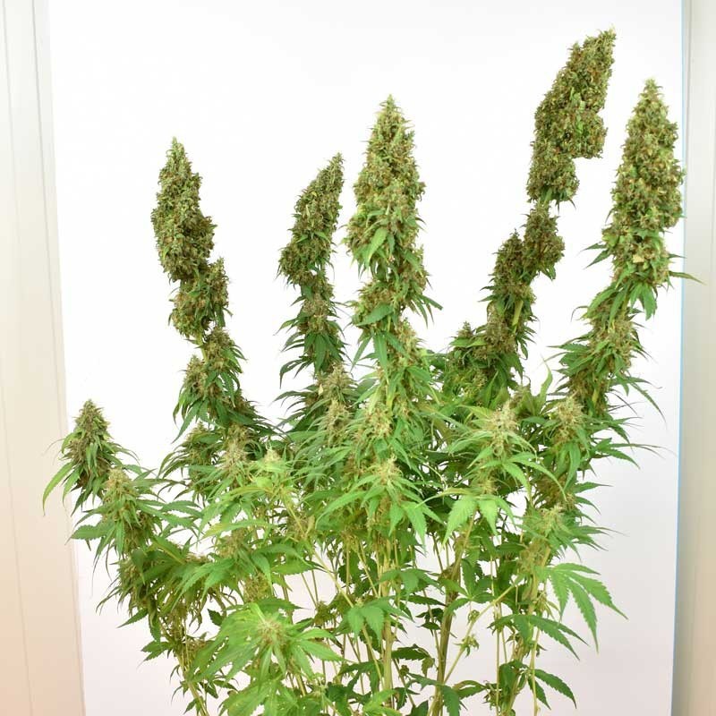 THC-Victory