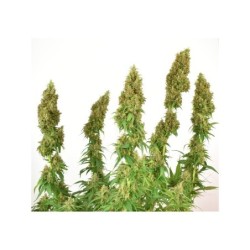 THC-Victory