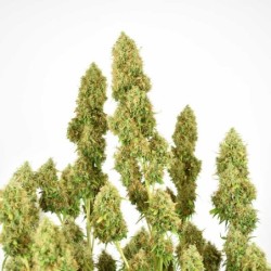 THC-Victory