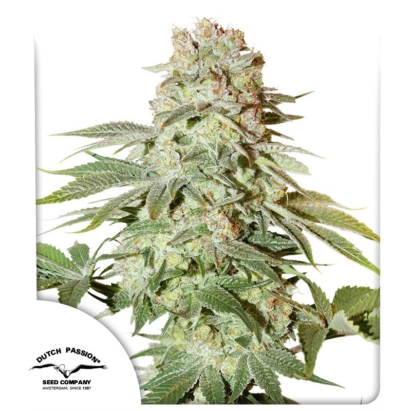 Power Plant Auto