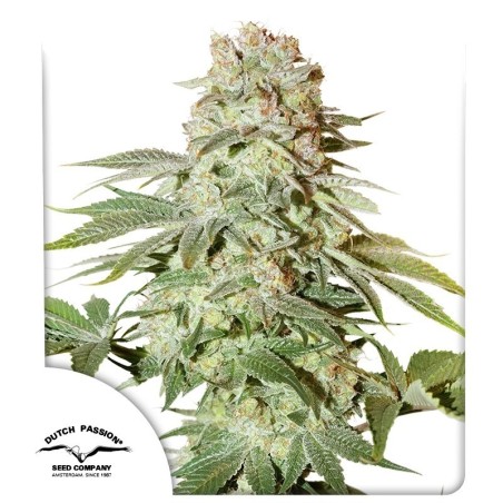Power Plant Auto