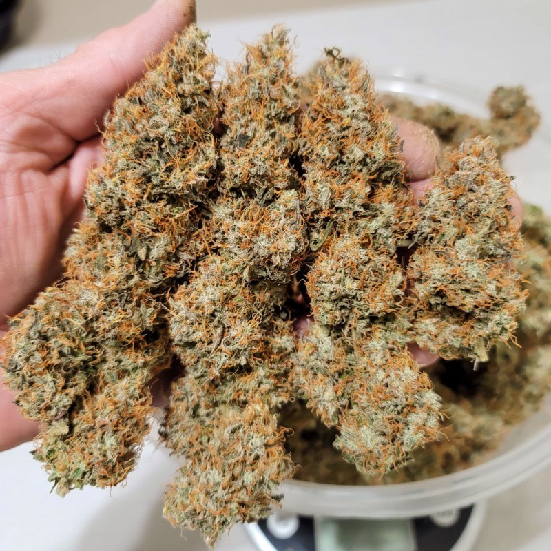 Power Plant Auto