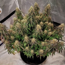 Power Plant Auto