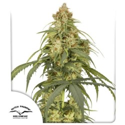 CBD-Victory Auto