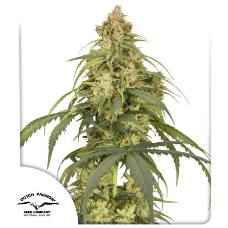 CBD-Victory Auto