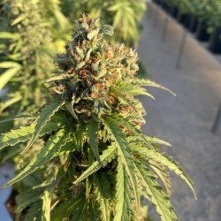 CBD-Victory Auto