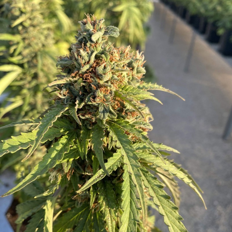CBD-Victory Auto